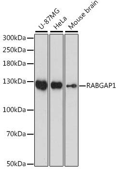 RABGAP1 Antibody
