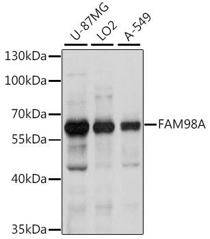 FAM98A Antibody