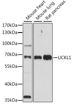 UCKL1 Antibody