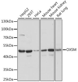 OXSM Antibody