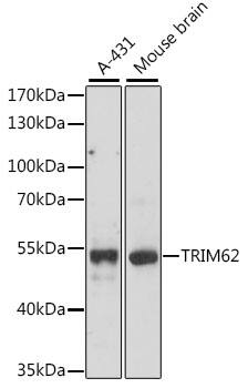 TRIM62 Antibody