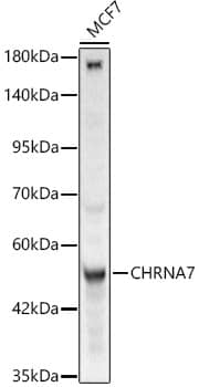 Nicotinic Acetylcholine R alpha 7/CHRNA7 Antibody