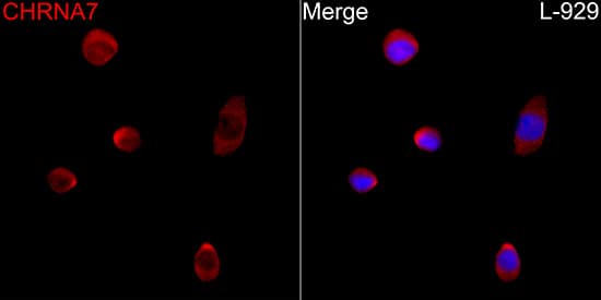 Nicotinic Acetylcholine R alpha 7/CHRNA7 Antibody