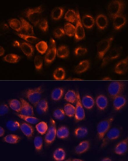 Atlastin-2 Antibody