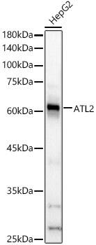 Atlastin-2 Antibody