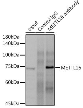 METT10D Antibody