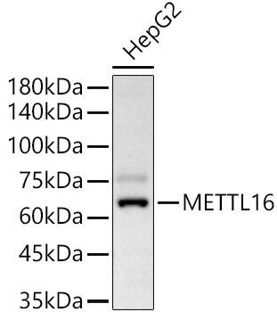 METT10D Antibody