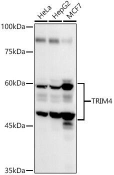 TRIM4 Antibody