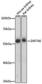 ZNF766 Antibody