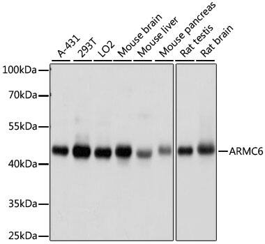 ARMC6 Antibody