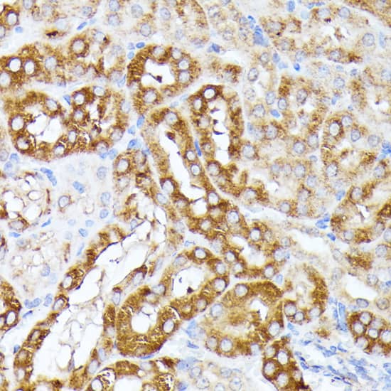 CLNS1A Antibody