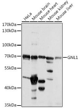 GNL1 Antibody