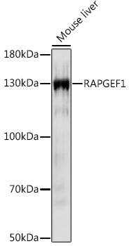 GRF2 Antibody