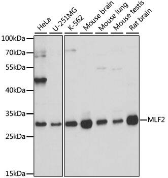 MLF2 Antibody