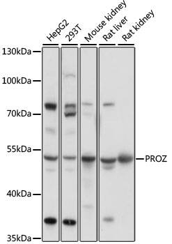 Protein Z Antibody