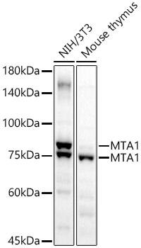 MTA1 Antibody