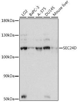 SEC24D Antibody