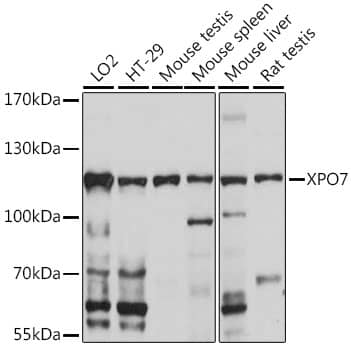 RanBP16 Antibody