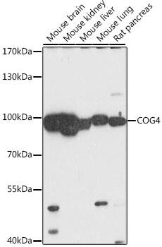 COG4 Antibody