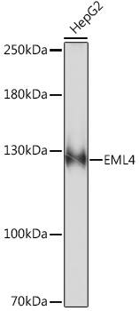 EML4 Antibody