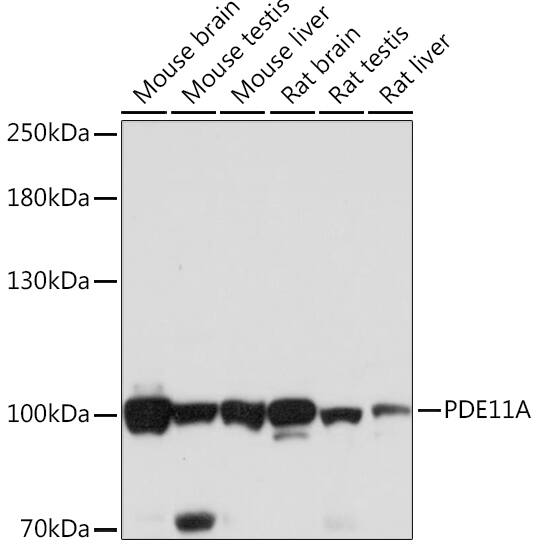 PDE11A Antibody