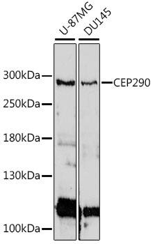 CEP290 Antibody