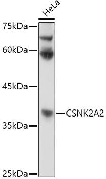 CKII alpha prime polypeptide Antibody