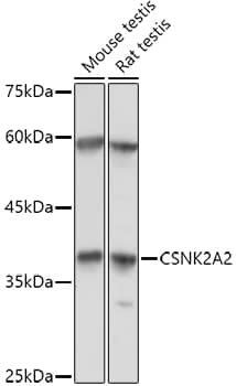 CKII alpha prime polypeptide Antibody