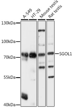 Shugoshin Antibody