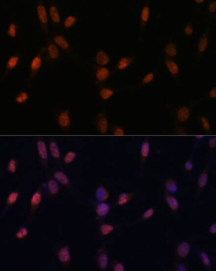 USP33 Antibody