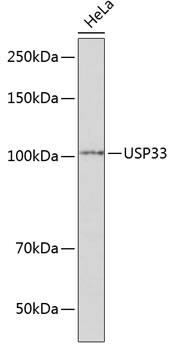 USP33 Antibody