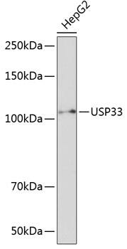 USP33 Antibody
