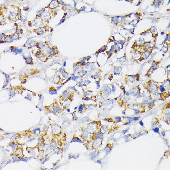 USP33 Antibody