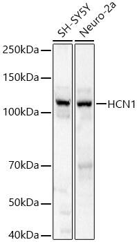 HCN1 Antibody