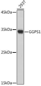 GGPS1 Antibody