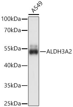 FALDH Antibody