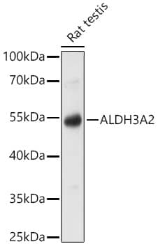 FALDH Antibody