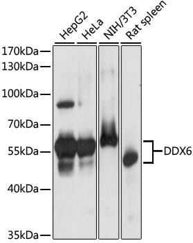 DDX6 Antibody