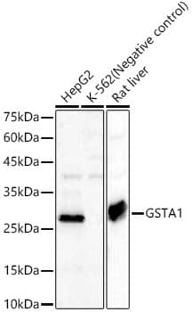 GSTA1 Antibody