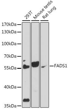 FADS1 Antibody