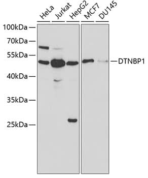 Dysbindin Antibody