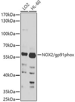 CYBB/NOX2 Antibody