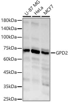 GPD2 Antibody