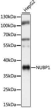 NUBP1 Antibody