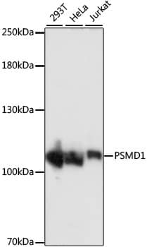 Rpn2 Antibody