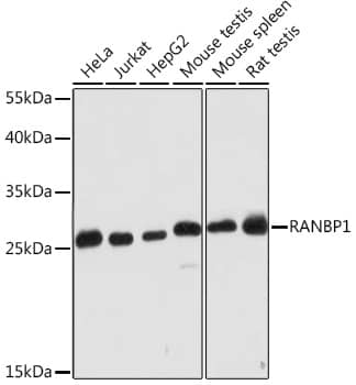 RanBP1 Antibody