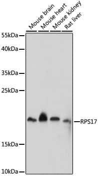 RPS17 Antibody