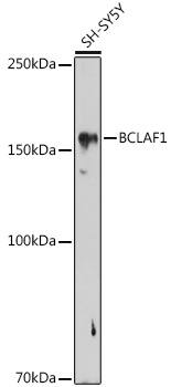 BTF Antibody