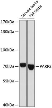 PARP2 Antibody