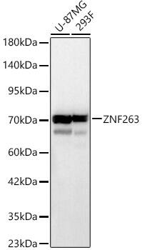 ZNF263 Antibody